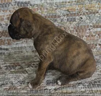 Hiedi, a female Boxer for sale in Jacksonville, FL – 2 of 6