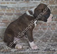 Hans - Sold, a male Boxer for sale in Jacksonville, FL – 3 of 6
