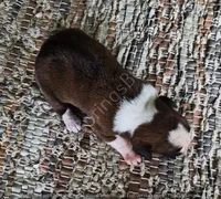 Angel - Pending, a female Boxer for sale in Jacksonville, FL – 4 of 6