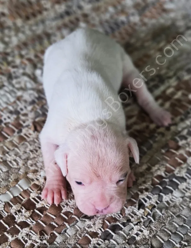 Inga – Boxer puppy for sale in Jacksonville, FL