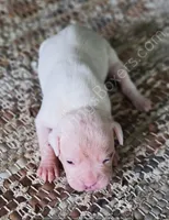 Inga, a female Boxer for sale in Jacksonville, FL – 1 of 3