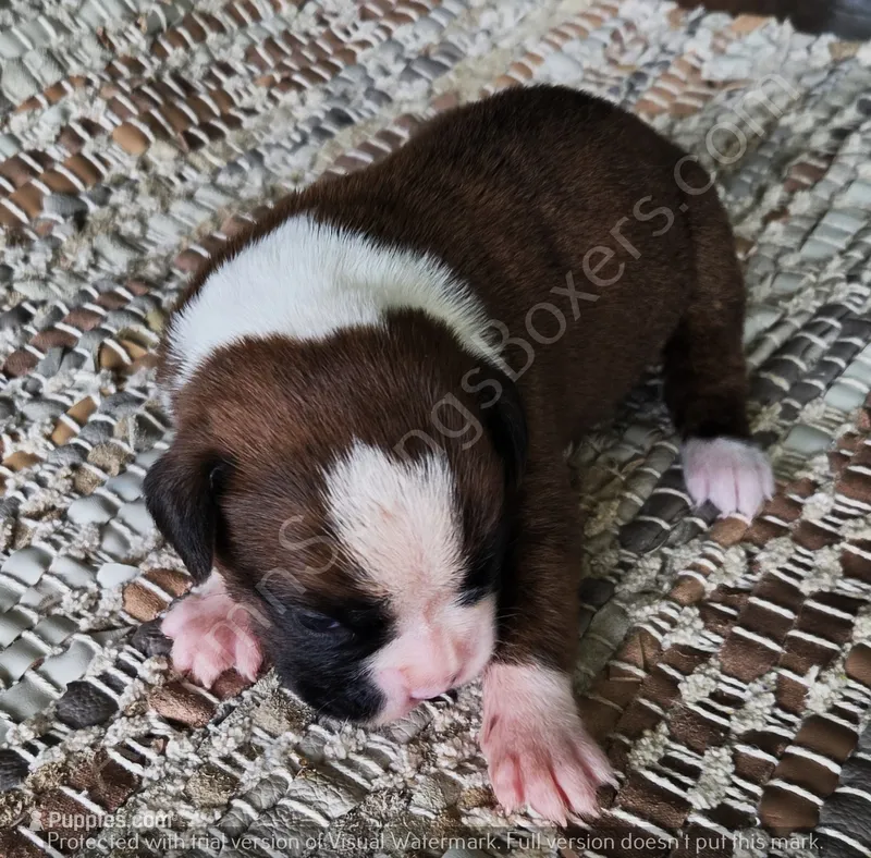 Angel - Pending – Boxer puppy for sale in Jacksonville, FL