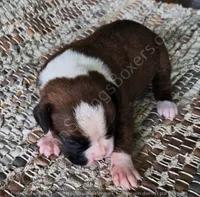 Angel - Pending, a female Boxer for sale in Jacksonville, FL – 1 of 6