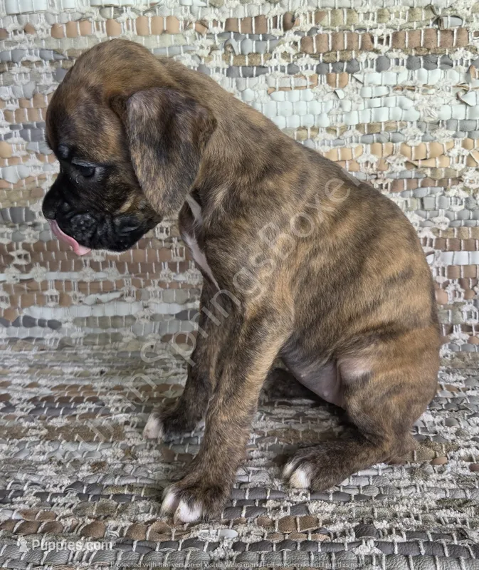 Hiedi – Boxer puppy for sale in Jacksonville, FL
