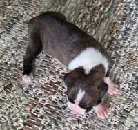 Olga, a female Boxer for sale in Jacksonville, FL – 3 of 5