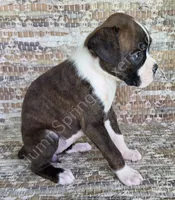 Olga - Sold, a female Boxer for sale in Jacksonville, FL – 3 of 6