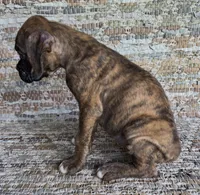 Hiedi, a female Boxer for sale in Jacksonville, FL – 2 of 6