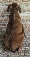 Werner, a male Boxer for sale in Jacksonville, FL – 4 of 6