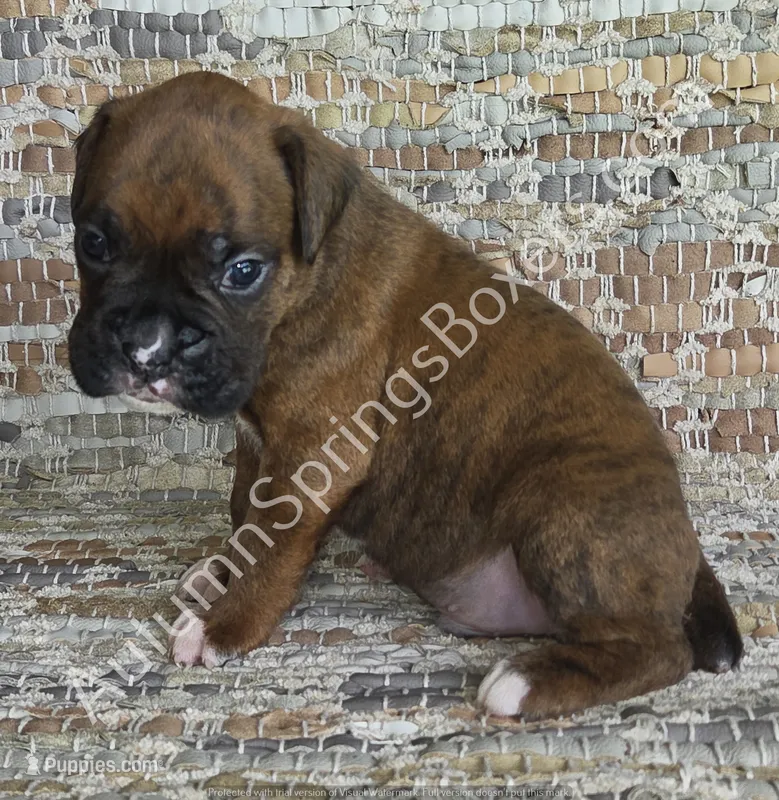 Werner – Boxer puppy for sale in Jacksonville, FL