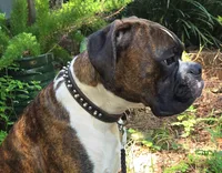 Hans - Pending, a male Boxer for sale in Jacksonville, FL – 5 of 6