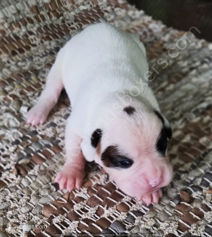 Dotty – Boxer puppy for sale in Jacksonville, FL