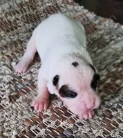 Dotty, a female Boxer for sale in Jacksonville, FL – 1 of 6