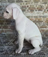 Inga-Tears, a female Boxer for sale in Jacksonville, FL – 3 of 7