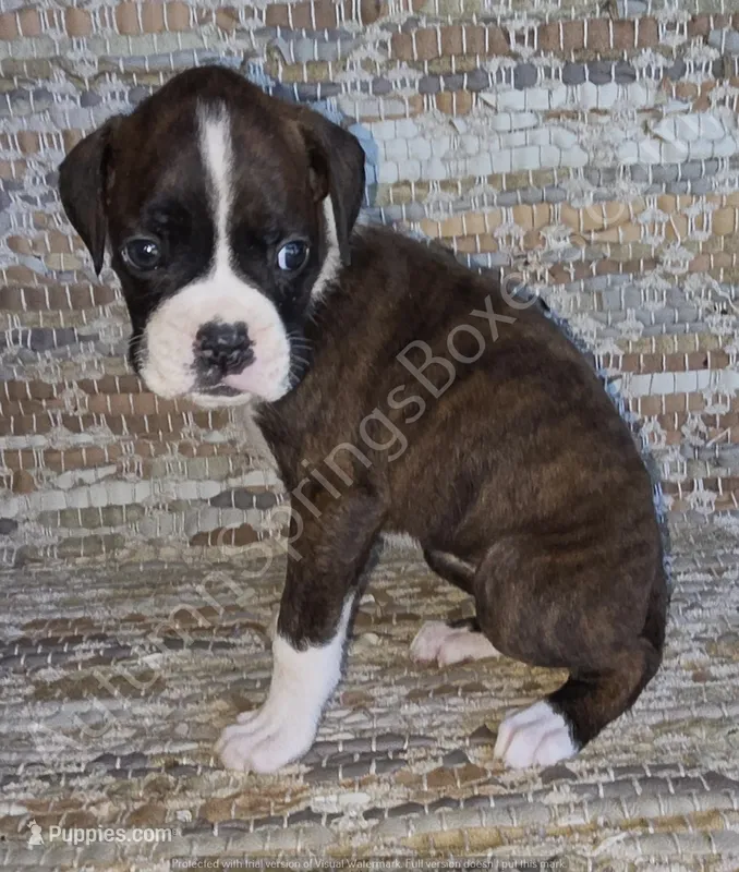 Olga – Boxer puppy for sale in Jacksonville, FL
