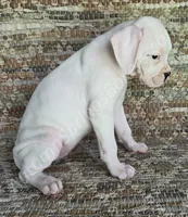Inga-Tears, a female Boxer for sale in Jacksonville, FL – 4 of 7