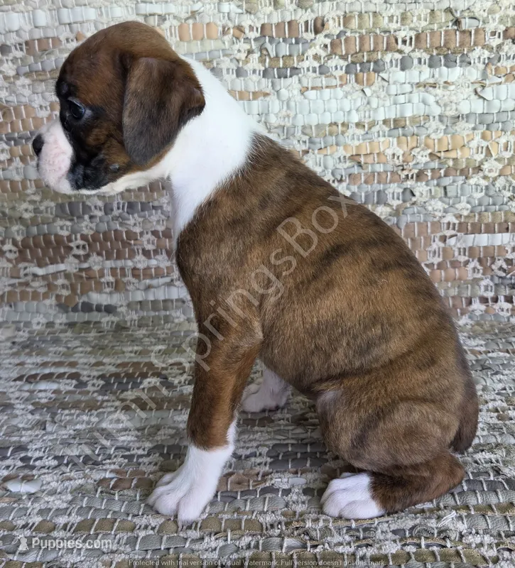 Angel - Sold – Boxer puppy for sale in Jacksonville, FL