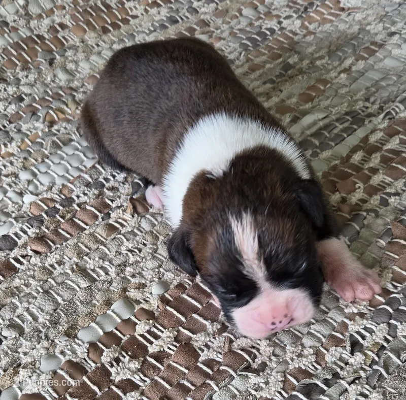 Olga – Boxer puppy for sale in Jacksonville, FL