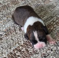 Olga, a female Boxer for sale in Jacksonville, FL – 1 of 5