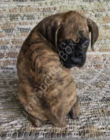 Hiedi, a female Boxer for sale in Jacksonville, FL – 4 of 6