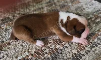 Wagner - Pending, a male Boxer for sale in Jacksonville, FL – 3 of 5
