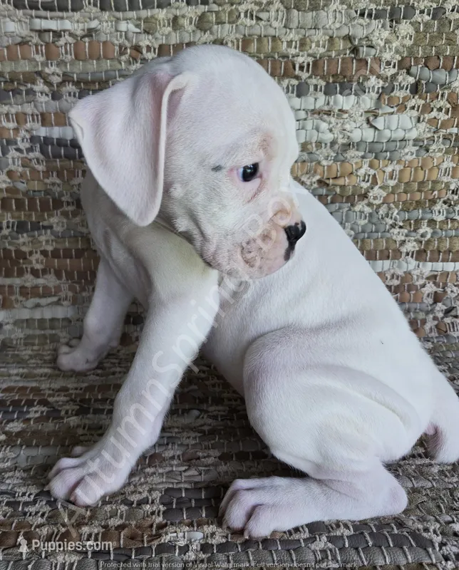Inga-Tears – Boxer puppy for sale in Jacksonville, FL