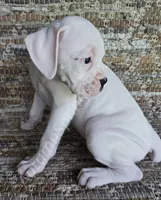 Inga-Tears, a female Boxer for sale in Jacksonville, FL – 1 of 7