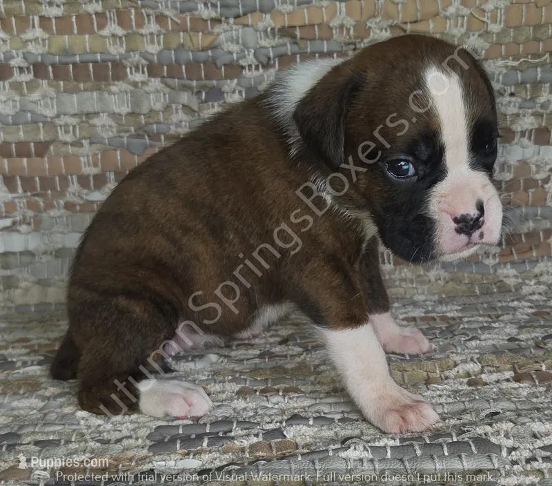 Angel - Sold – Boxer puppy for sale in Jacksonville, FL