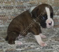 Angel - Sold, a female Boxer for sale in Jacksonville, FL – 1 of 6