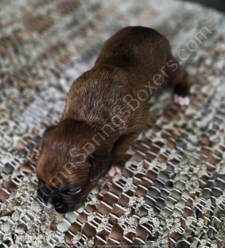 Hiedi – Boxer puppy for sale in Jacksonville, FL