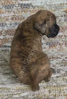 Hiedi, a female Boxer for sale in Jacksonville, FL – 4 of 6