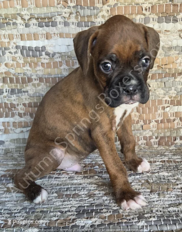 Werner – Boxer puppy for sale in Jacksonville, FL