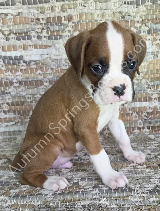 Wagner – Boxer puppy for sale in Jacksonville, FL