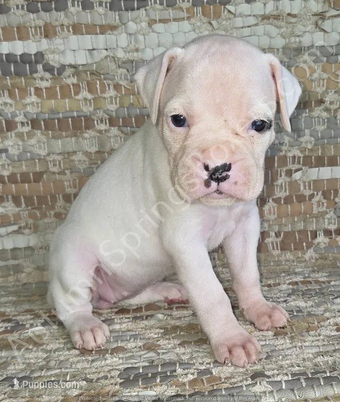 Inga – Boxer puppy for sale in Jacksonville, FL