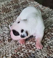 Dotty, a female Boxer for sale in Jacksonville, FL – 4 of 6