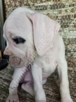 Inga-Tears, a female Boxer for sale in Jacksonville, FL – 2 of 7