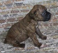 Hiedi, a female Boxer for sale in Jacksonville, FL – 3 of 6