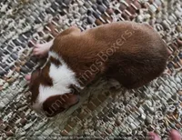 Wagner - Pending, a male Boxer for sale in Jacksonville, FL – 2 of 5