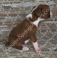 Wagner, a male Boxer for sale in Jacksonville, FL – 2 of 6