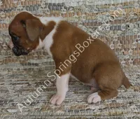 Wagner, a male Boxer for sale in Jacksonville, FL – 3 of 6