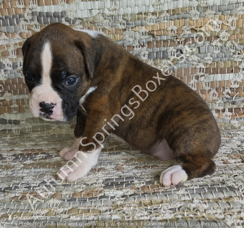 Hans - Sold – Boxer puppy for sale in Jacksonville, FL