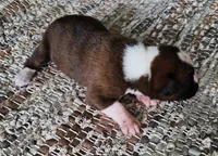 Hans - Pending, a male Boxer for sale in Jacksonville, FL – 3 of 6