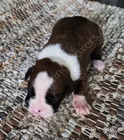 Angel - Pending, a female Boxer for sale in Jacksonville, FL – 3 of 6