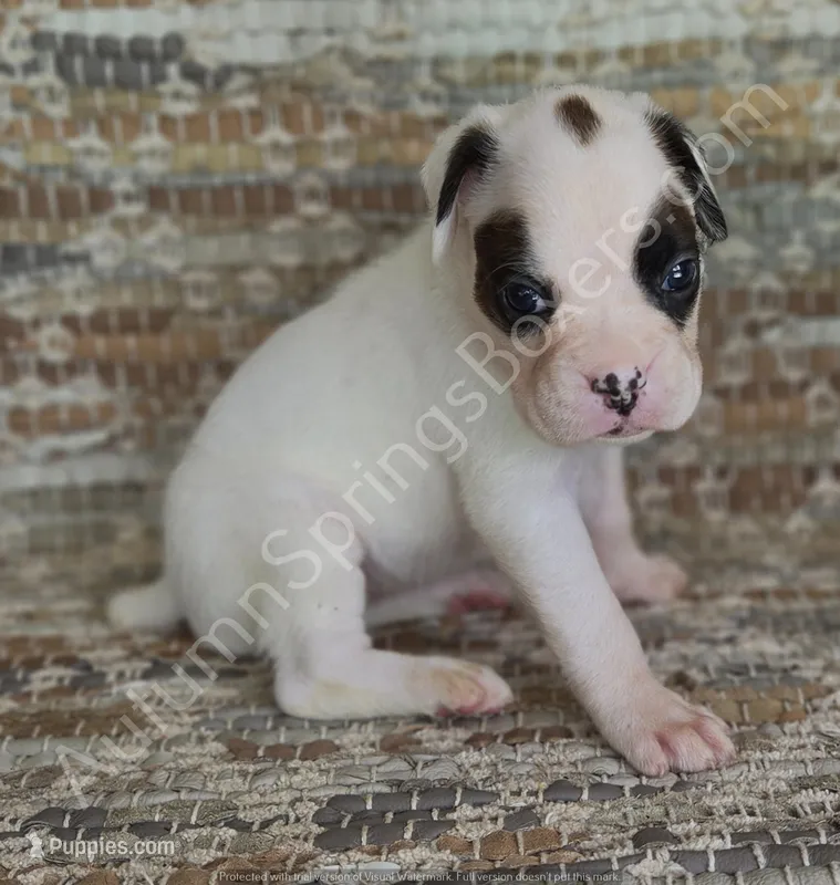 Dotty – Boxer puppy for sale in Jacksonville, FL
