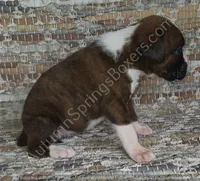 Angel - Sold, a female Boxer for sale in Jacksonville, FL – 3 of 6