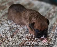 Hiedi, a female Boxer for sale in Jacksonville, FL – 2 of 4