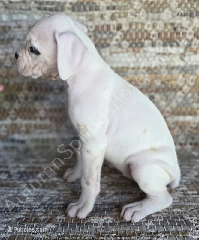 Inga – Boxer puppy for sale in Jacksonville, FL