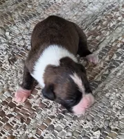 Olga, a female Boxer for sale in Jacksonville, FL – 2 of 5