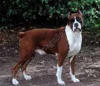 Inga, a female Boxer for sale in Jacksonville, FL – 2 of 3