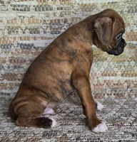 Werner, a male Boxer for sale in Jacksonville, FL – 3 of 6