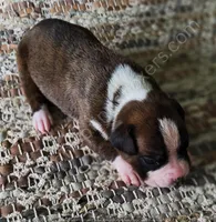 Angel - Pending, a female Boxer for sale in Jacksonville, FL – 2 of 6